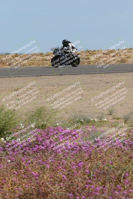 media/Mar-12-2023-SoCal Trackdays (Sun) [[d4c8249724]]/Turn 15 Inside Bloom (130pm)/